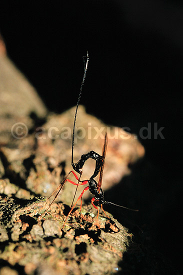 Snyltehveps. Snyltehveps, i f�rd med at l�gge �g ( Scan af KOL6988 ); Lissonota setosa, Ichneumonidae; Dyrehaven, Sj�lland; ; ; insekter; Snyltehvepse, snylte hveps, hvepse, l�ggebrod, �gl�gning