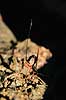 Snyltehveps. Snyltehveps, i f�rd med at l�gge �g ( Scan af KOL6988 ) Lissonota setosa, Ichneumonidae Dyrehaven, Sj�lland   insekter Snyltehvepse, snylte hveps, hvepse, l�ggebrod, �gl�gning