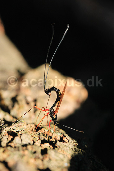 Snyltehveps. Snyltehveps, i f�rd med at l�gge �g ( Scan af KOL6985 ); Lissonota setosa, Ichneumonidae; Dyrehaven, Sj�lland; ; ; insekter; Snyltehvepse, snylte hveps, hvepse, l�ggebrod, �gl�gning