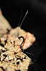 Snyltehveps. Snyltehveps, i f�rd med at l�gge �g ( Scan af KOL6985 ) Lissonota setosa, Ichneumonidae Dyrehaven, Sj�lland   insekter Snyltehvepse, snylte hveps, hvepse, l�ggebrod, �gl�gning