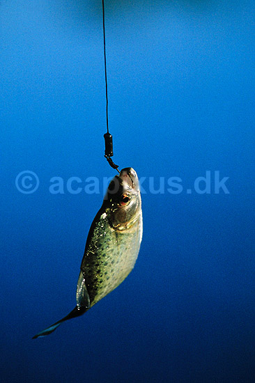 Piratfisk. Piratfisk p� fiskekrog ( Scan af KOL1691 ); Serrasalmo sp., Characidae; Tambopata-Candamo Reserve / Amazonas; Peru; Sydamerika; fisk; fiskeri, lystfiskeri, krog