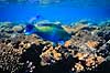 Papeg�jefisk. Papeg�jefisk ( Scan af KOL5120 ) Scarus spec., Scaridae R�de Havet / Eilat Israel Asien fisk Koralrev, tropefisk