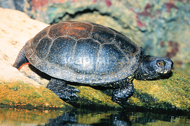Skildpadde. Europ�isk sumpskildpadde ( Scan af KOL4628 ); Emys orbicularis, Testudines; Danmarks Akvarium; ; ; krybdyr; Skildpadder