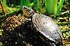 Skildpadde. Europ�isk sumpskildpadde ( Scan af KOL6238 ) Emys orbicularis, Testudines K�benhavns Zoologisk Have   krybdyr Skildpadder