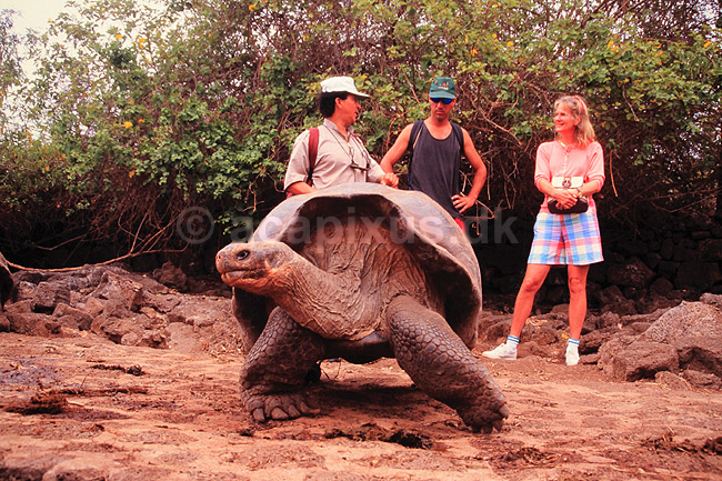 Skildpadde. Elefant skildpadde (Galapagos s.) ( Scan af KOL4842 ); Testudo elephantopus, Testudinidae; Santa Cruz / Galapagos; Equador; Sydamerika; krybdyr; Skildpadder, tursiter, turisme, �koturisme
