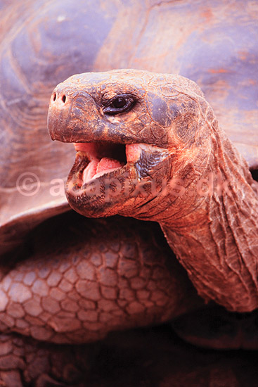 Skildpadde. Elefant skildpadde (Galapagos s.) ( Scan af KOL4839 ); Testudo elephantopus, Testudinidae; Santa Cruz / Galapagos; Equador; Sydamerika; krybdyr; Skildpadder