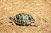 Skildpadde. Hermanns landskildpadde ( Scan af KOL7034 ) Testudo hermanni, Testudinidae Toscana Italien  krybdyr Skildpadder