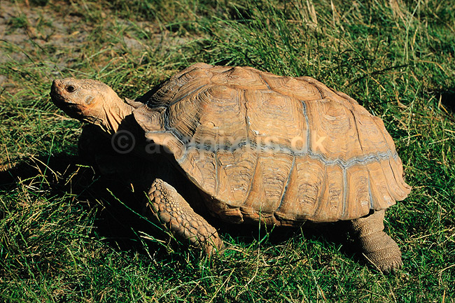 Skildpadde. Sporeskildpadde ( Scan af KOL6479 ); Geochelone sulcata, Testudinidae; Zoologisk Have / K�benhavn; ; ; krybdyr; Skildpadder