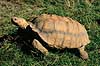 Skildpadde. Sporeskildpadde ( Scan af KOL6479 ) Geochelone sulcata, Testudinidae Zoologisk Have / K�benhavn   krybdyr Skildpadder