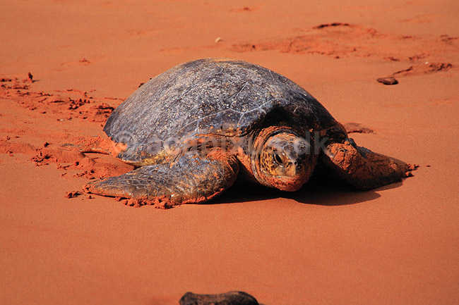 Skildpadde. Suppeskildpadde ( Scan af KOL4846 ); Chelonia mydas, Cheloniidae; Bartolome / Galapagos; Equador; Sydamerika; krybdyr; Skildpadder, suppeskildpadder