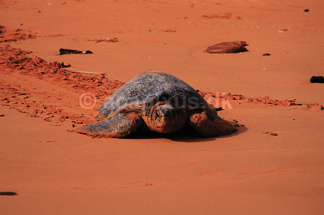 Skildpadde. Suppeskildpadde ( Scan af KOL4845 ); Chelonia mydas, Cheloniidae; Bartolome / Galapagos; Equador; Sydamerika; krybdyr; Skildpadder, suppeskildpadder