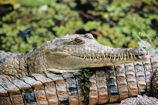 Krokodille. Australsk krokodille ( Scan af KOL2476 ); Crocodylus johnsoni, Crocodylidae; Queensland; Australien; Australien; krybdyr; Krokodiller, t�nder