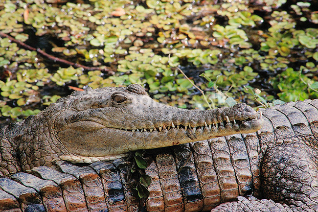 Krokodille. Australsk krokodille ( Scan af KOL6874 ); Crocodylus johnsoni, Crocodylidae; Queensland; Australien; Australien; krybdyr; Krokodiller, t�nder