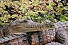 Krokodille. Australsk krokodille ( Scan af KOL6874 ) Crocodylus johnsoni, Crocodylidae Queensland Australien Australien krybdyr Krokodiller, t�nder