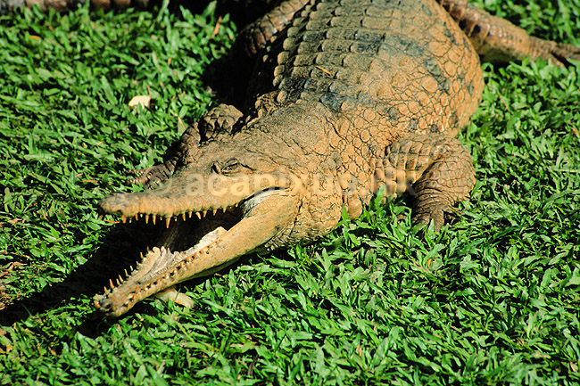 Krokodille. Australsk krokodille ( Scan af KOL2475 ); Crocodylus johnsoni, Crocodylidae; Queensland; Australien; Australien; krybdyr; Krokodiller, t�nder