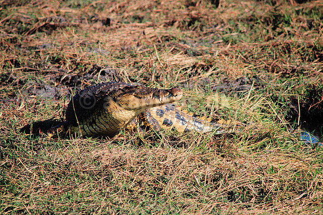 Krokodille. Nilkrokodille ( Scan af KOL3290 ); Crocodylus niloticus, Crocodylidae; Chobe River / Chobe NP; Botswana; Afrika; krybdyr; Krokodiller, nil krokodille