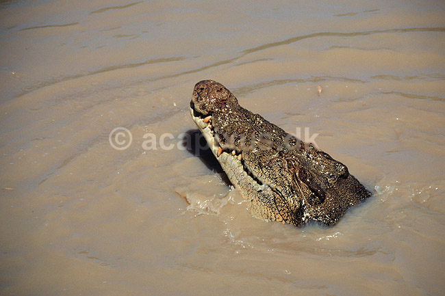 Krokodille. Delta krokodille, Liste krokodille ( Scan af KOL3650 ); Crocodylus porosus, Crocodylidae; Adelaide River / Northern Territory; Australien; Australien; krybdyr; Krokodiller