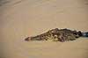 Krokodille. Delta krokodille, liste krokodille ( Scan af KOL2483 ) Crocodylus porosus, Crocodylidae Adelaide River / Northern Territory Australien Australien krybdyr Krokodiller