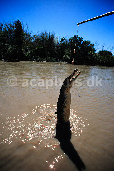 Krokodille. Delta krokodille, liste krokodille ( Scan af KOL2485 ); Crocodylus porosus, Crocodylidae; Adelaide River / Northern Territory; Australien; Australien; krybdyr; Krokodiller