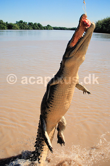 Krokodille. Delta krokodille, liste krokodille ( Scan af KOL2486 ); Crocodylus porosus, Crocodylidae; Adelaide River / Northern Territory; Australien; Australien; krybdyr; Krokodiller