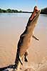 Krokodille. Delta krokodille, liste krokodille ( Scan af KOL2486 ) Crocodylus porosus, Crocodylidae Adelaide River / Northern Territory Australien Australien krybdyr Krokodiller
