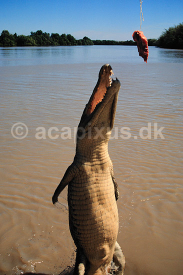 Krokodille. Delta krokodille, Liste krokodille ( Scan af KOL3649 ); Crocodylus porosus, Crocodylidae; Adelaide River / Northern Territory; Australien; Australien; krybdyr; Krokodiller