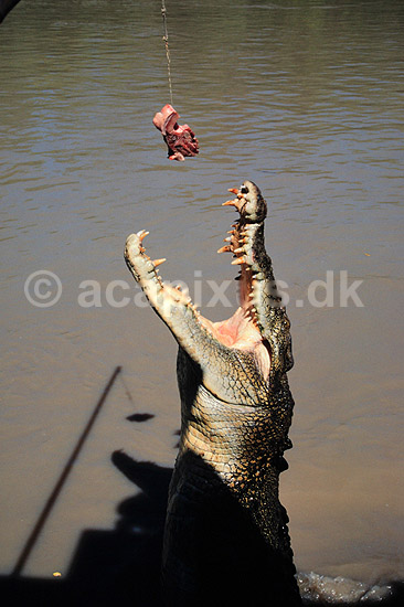Krokodille. Delta krokodille, liste krokodille ( Scan af KOL2487 ); Crocodylus porosus, Crocodylidae; Adelaide River / Northern Territory; Australien; Australien; krybdyr; Krokodiller