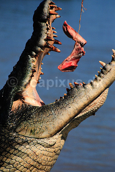 Krokodille. Delta krokodille, liste krokodille ( Scan af KOL2488 ); Crocodylus porosus, Crocodylidae; Adelaide River / Northern Territory; Australien; Australien; krybdyr; Krokodiller