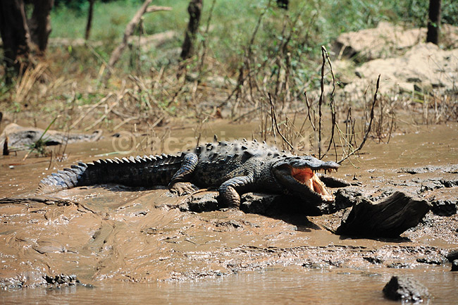 Kaiman. Sort kaiman ( Scan af KOL6835 ); Melanosuchus niger, Alligatoridae; Simidero Ca�on / Chiapas; Mexico; Nordamerika; krybdyr; Krokodille, krokodiller, kaimaner