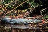 Alligator. Amerikansk alligator ( Scan af KOL2099 ) Alligator mississippiensis, Alligatoridae Ding Darling NWR / Sanibel Island / Florida USA Nordamerika krybdyr Krokodille, krokodiller, alligatorer