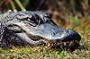 Alligator. Amerikansk alligator ( Scan af KOL2119 ) Alligator mississippiensis, Alligatoridae Shark Valley / Everglades NP / Florida USA Nordamerika krybdyr Krokodille, krokodiller, alligatorer