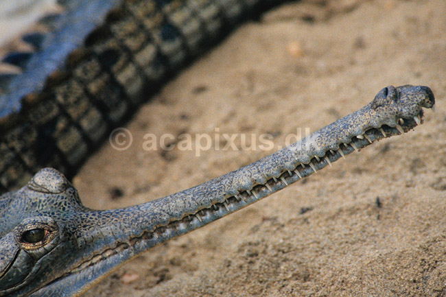 Gharial. Fra Kasara Gharial Breeding Center ( Scan af KOL1096 ); Gavialis gangeticus, Gavialidae; Chitwan NP; Nepal; Asien; krybdyr; Krokodille, krokodiller, gharialer