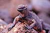 Leguan. Havleguan ( Scan af KOL4852 ) Amblyrhynchus cristatus, Iguanidae North Seymour / Galapagos Equador Sydamerika krybdyr Leguaner, havleguaner