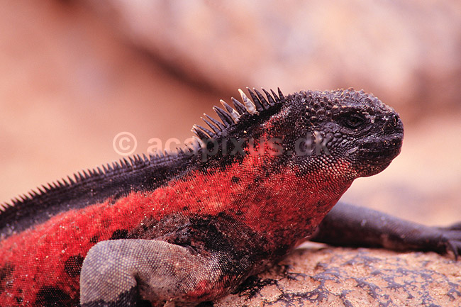 Leguan. Havleguan ( Scan af KOL4855 ); Amblyrhynchus cristatus, Iguanidae; Espa�ola / Galapagos; Equador; Sydamerika; krybdyr; Leguaner, havleguaner