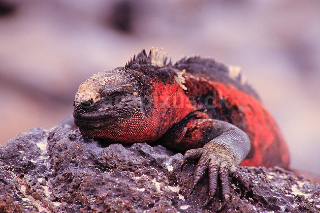 Leguan. Havleguan ( Scan af KOL4854 ); Amblyrhynchus cristatus, Iguanidae; Espa�ola / Galapagos; Equador; Sydamerika; krybdyr; Leguaner, havleguaner