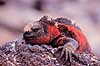 Leguan. Havleguan ( Scan af KOL4854 ) Amblyrhynchus cristatus, Iguanidae Espa�ola / Galapagos Equador Sydamerika krybdyr Leguaner, havleguaner