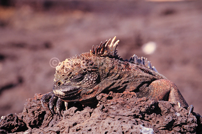 Leguan. Havleguan ( Scan af KOL4853 ); Amblyrhynchus cristatus, Iguanidae; San Salvador / Galapagos; Equador; Sydamerika; krybdyr; Leguaner, havleguaner