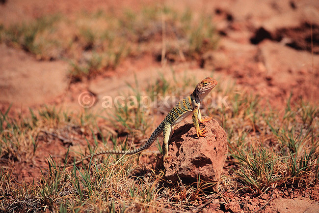Desert Collared Lizard. Subspecies: bicinctores (Great Basin Collared Lizard) ( Scan af KOL293 ); Crotaphytus insularis, Iguanidae; Grand Canyon / Arizona; USA; Nordamerika; krybdyr; firben