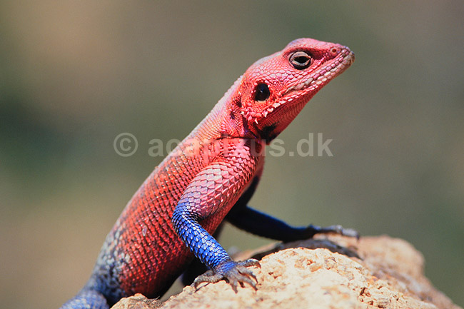 Agam. Almindelig agam ( Scan af KOL6877 ); Agama agama, Agamidae; Serengeti National Park; Tanzania; Afrika; krybdyr; Agamer
