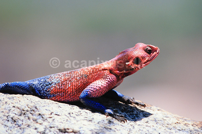 Agam. Almindelig agam ( Scan af KOL6878 ); Agama agama, Agamidae; Serengeti National Park; Tanzania; Afrika; krybdyr; Agamer