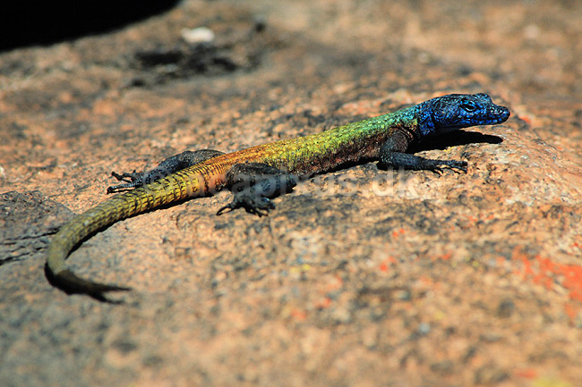 Firben. Common Flat Lizard ( Scan af KOL3296 ); Platysaurus intermedicus, Cordylidae; Matobo NP; Zimbabwe; Afrika; krybdyr; 