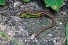 Firben. Markfirben ( Scan af KOL6237 ) Lacerta agilis, Lacertidae    krybdyr 