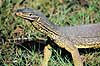 Varan. Goulds varan ( Scan af KOL2496 ) Varanus spec., Varanidae Mamukala / Kakadu NP / Northern Territory Australien Australien krybdyr Varaner