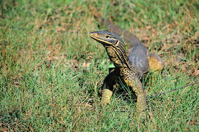 Varan. Goulds varan ( Scan af KOL2494 ); Varanus spec., Varanidae; Mamukala / Kakadu NP / Northern Territory; Australien; Australien; krybdyr; Varaner