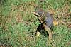 Varan. Goulds varan ( Scan af KOL2494 ) Varanus spec., Varanidae Mamukala / Kakadu NP / Northern Territory Australien Australien krybdyr Varaner