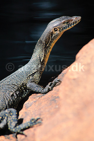 Varan. Goulds varan ( Scan af KOL2499 ); Varanus spec., Varanidae; Litchfield NP / Northern Territory; Australien; Australien; krybdyr; Varaner