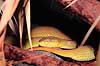 Slange. Dark green pit viper, �gonfrans-huggorm ( Scan af KOL4860 ) Trimeresurus popeorum, Crotalidae  Kina Asien krybdyr Slanger, giftslange, giftslanger