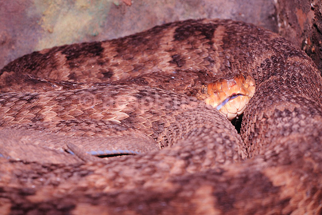 Slange. Common Fer-de-lance ( Scan af KOL4858 ); Bothrops atrox, Crotalidae; ; Equador; Sydamerika; krybdyr; Slanger, giftslange, giftslanger