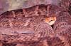 Slange. Common Fer-de-lance ( Scan af KOL4858 ) Bothrops atrox, Crotalidae  Equador Sydamerika krybdyr Slanger, giftslange, giftslanger