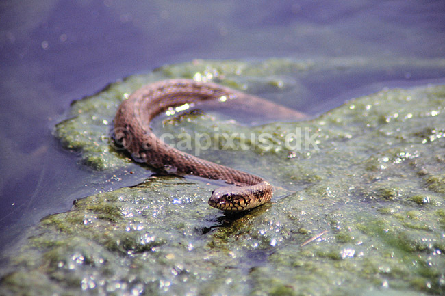 Slange. Hugormesnog ( Scan af KOL2335 ); Natrix maura, Colubridae; Sousse; Tunesien; Afrika; krybdyr; Slanger, snog, snoge